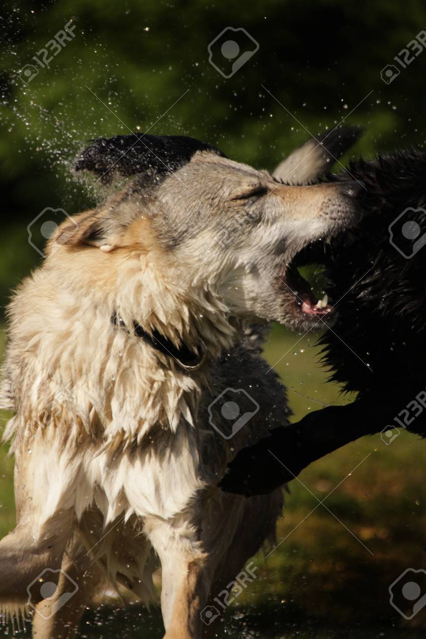 犬の戦い の写真素材 画像素材 Image