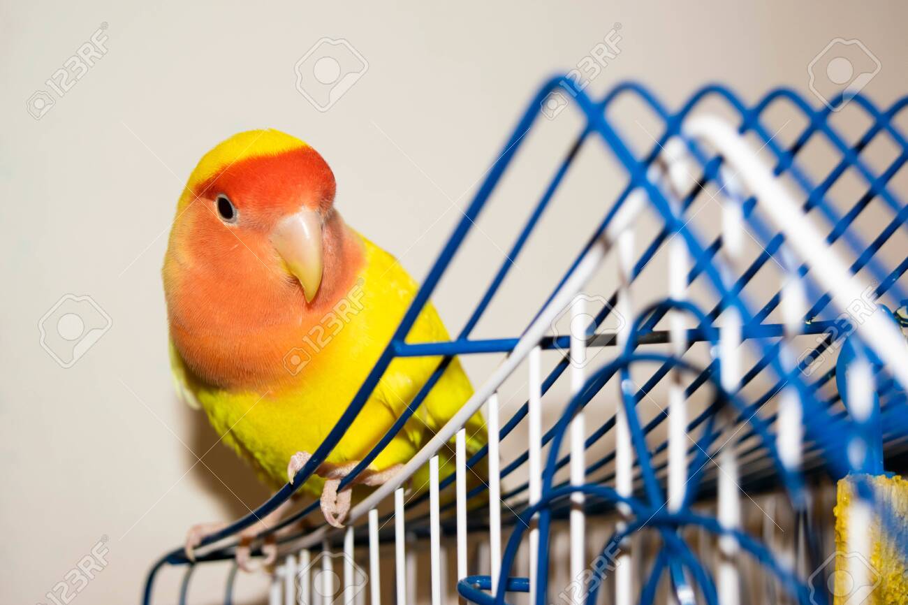 beautiful pet birds