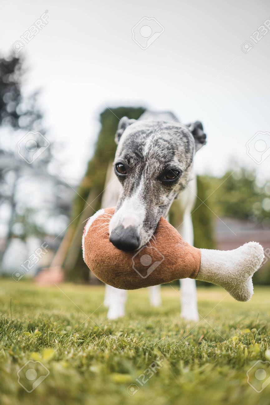 toy whippet