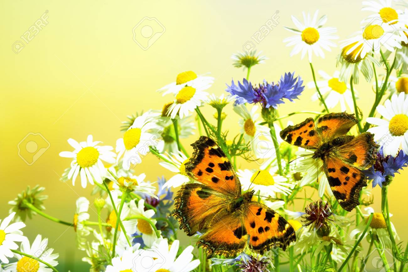 a la rencontre des papillons