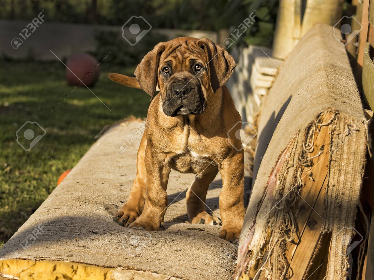 african boerboel
