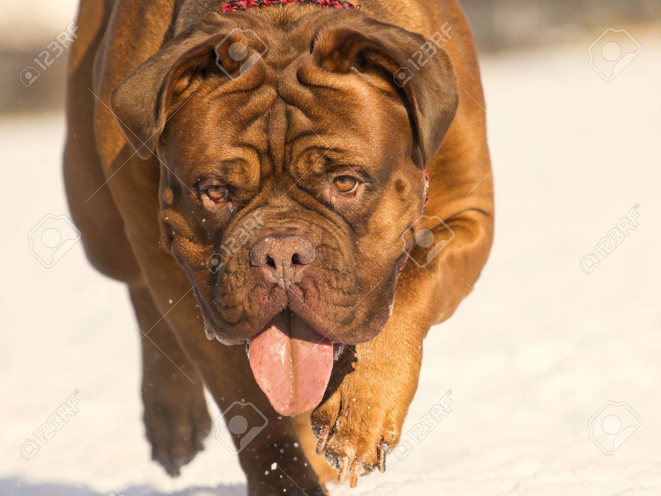 french mastiff dog