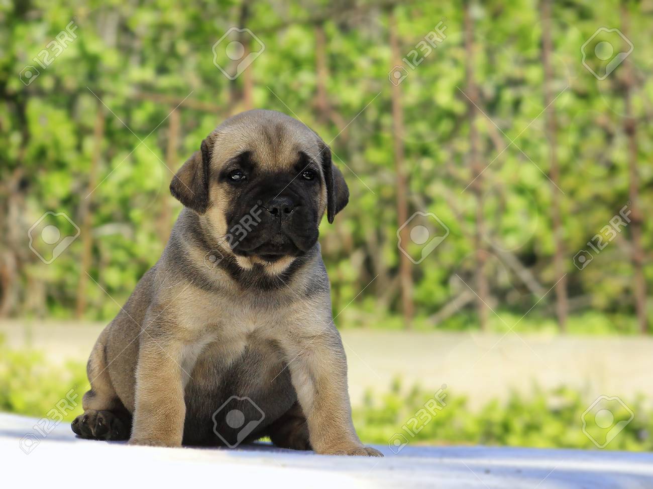 Shop african boerboel puppies Online Sale