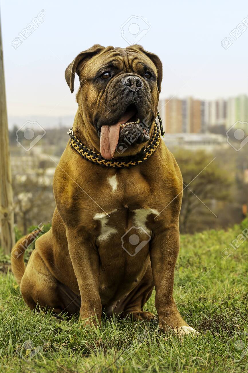 mastiff dog big