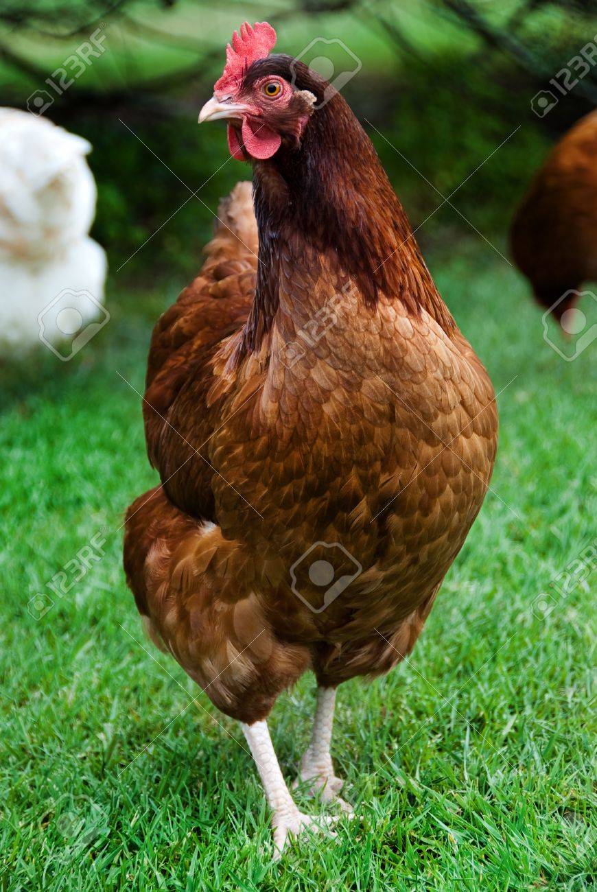 Red Chicken Stock Photo Picture And Royalty Free Image Image