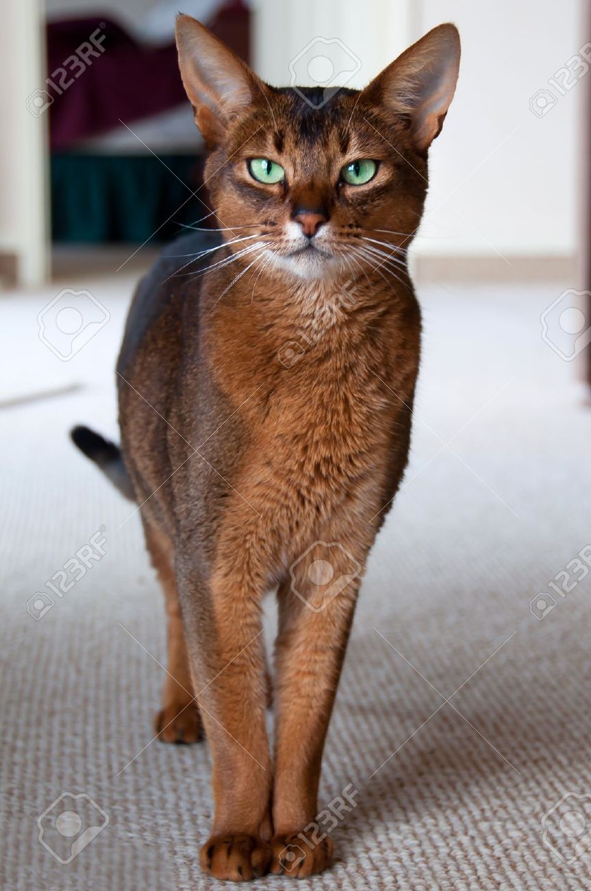 Abyssinian Cat With Green Eyes Stock Photo, Picture And Royalty ... Abyssinian Cat With Green Eyes Stock Photo, Picture And Royalty ...