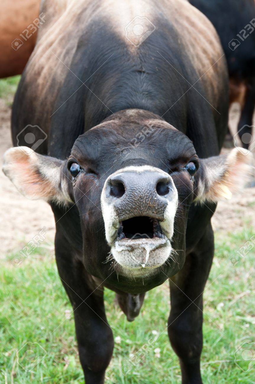 jersey bull