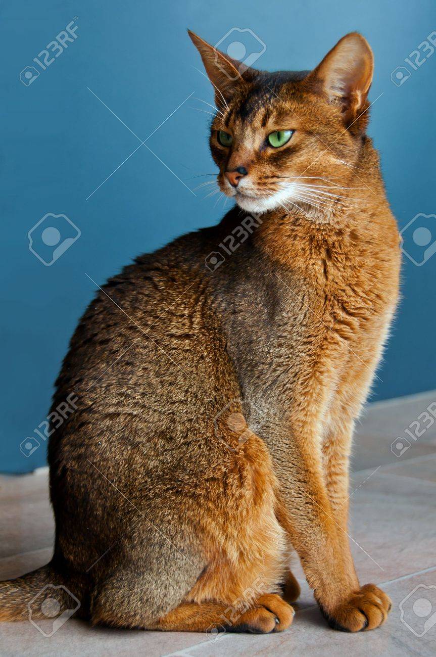 Abyssinian Cat With Green Eyes Stock Photo, Picture And Royalty ... Abyssinian Cat With Green Eyes Stock Photo, Picture And Royalty ...