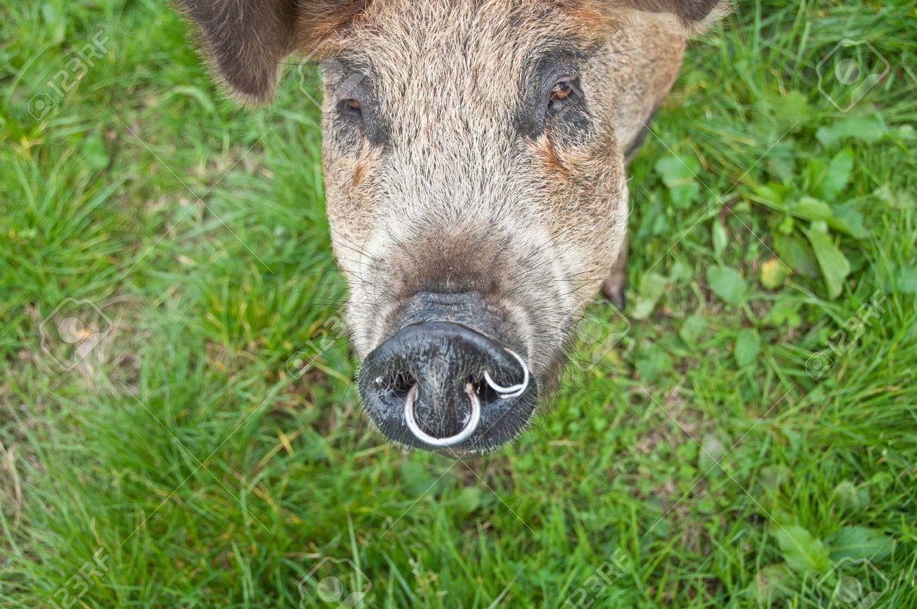 超定番 捕らわれの豚リング Www Anavara Com