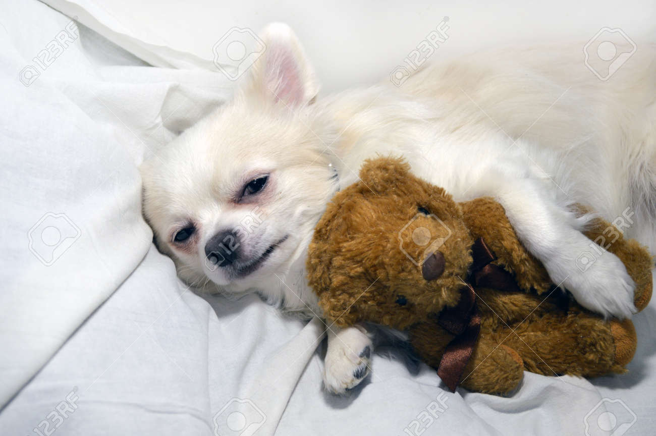dog hugging teddy bear