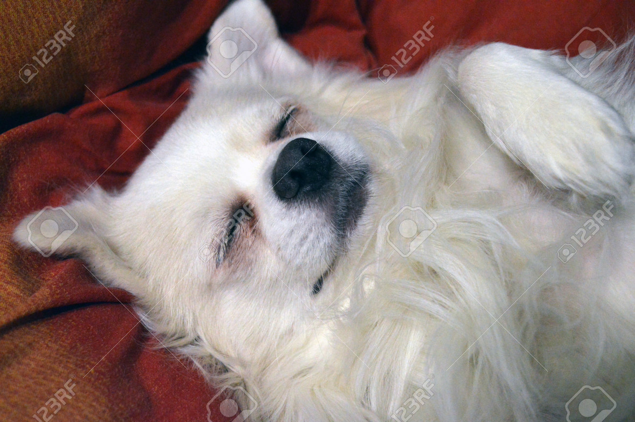 Portrait Of A White Long Haired Chihuahua Dog Sleeping Lying On Its Back Stock Photo Picture And Royalty Free Image Image