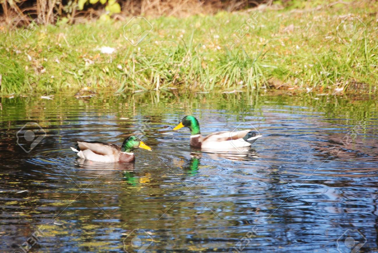 two mallard ducks in a pond stock photo picture and royalty free