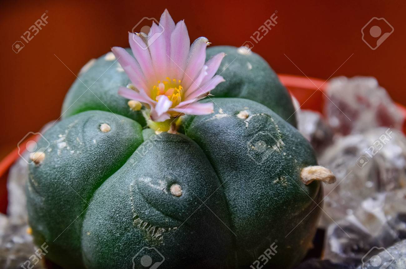 いないウバタマ ペヨーテ サボテンのピンク花 の写真素材 画像素材 Image いないウバタマ ペヨーテ サボテンのピンク花 の写真素材 画像素材 Image
