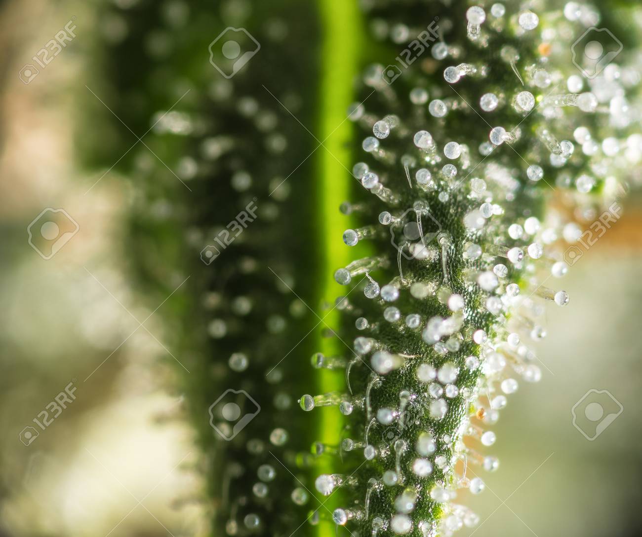 大麻インディカ葉上トリコームのクローズ アップ マクロ の写真素材 画像素材 Image 大麻インディカ葉上トリコームのクローズ アップ マクロ の写真素材 画像素材 Image