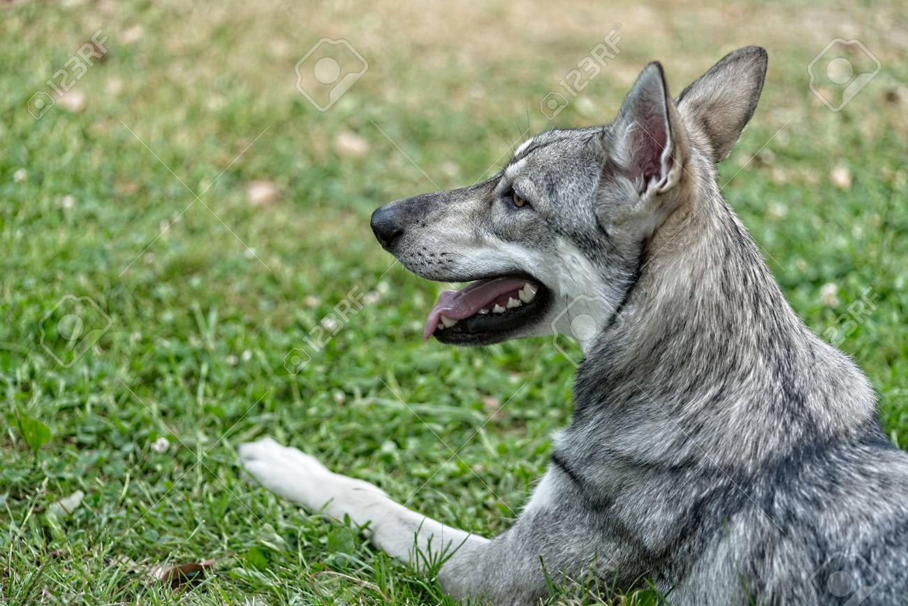 Saarloos Wolfdog Young Female Laying Outdoors. Stock Photo, Picture and  Royalty Free Image. Image 115164699., image size:1300x867