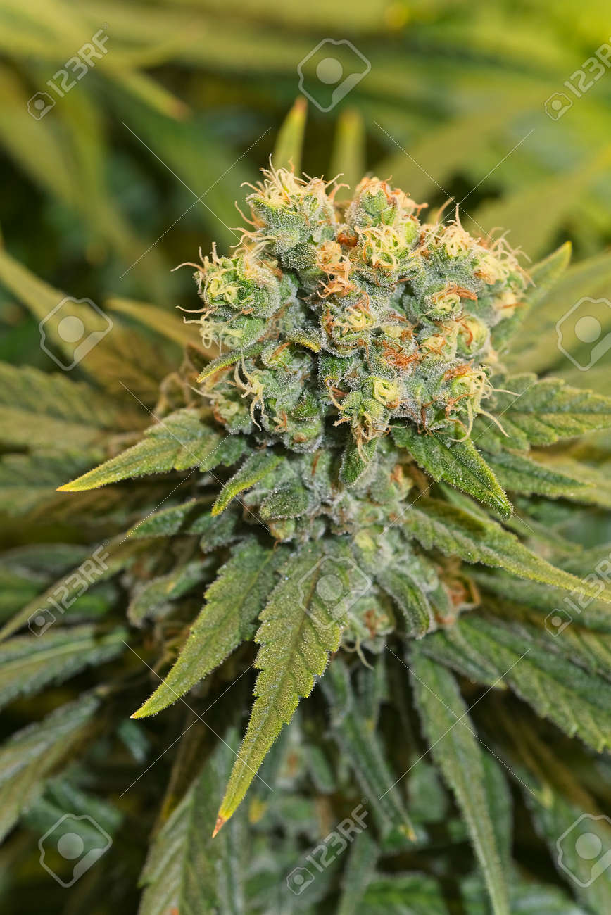 Blooming Huge Cannabis Plant Top Bud With White Trichomes. Pineapple Chunk  Strain. Фотография, картинки, изображения и сток-фотография без роялти.  Image 180334872