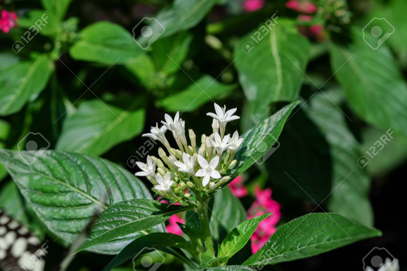 イクソラ花 黄色のスパイクの花 イクソラ咲く イクソラ成虫 の王します アカネ科の花 庭でイクソラ コクシネア花 の写真素材 画像素材 Image