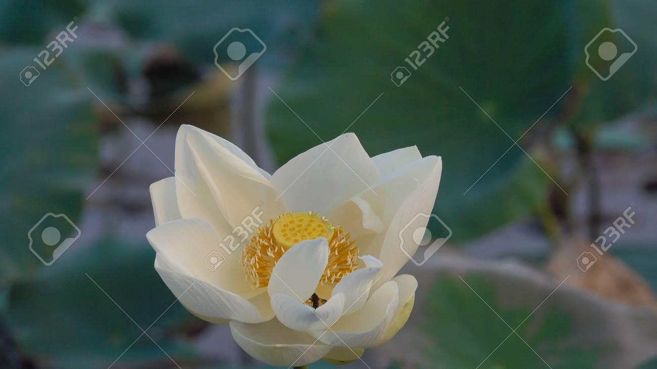 白蓮の花 白蓮の花のロイヤリティ高品質のフリーストック画像 背景は蓮の葉と白い蓮の花と黄色い蓮の芽が池にあります 田舎の平和シーン ベトナム の写真素材 画像素材 Image 白蓮の花 白蓮の花のロイヤリティ高品質のフリーストック画像 背景は蓮の葉と白い蓮の花と黄色い蓮の芽が池にあります 田舎の平和シーン ベトナム の写真素材 画像素材 Image