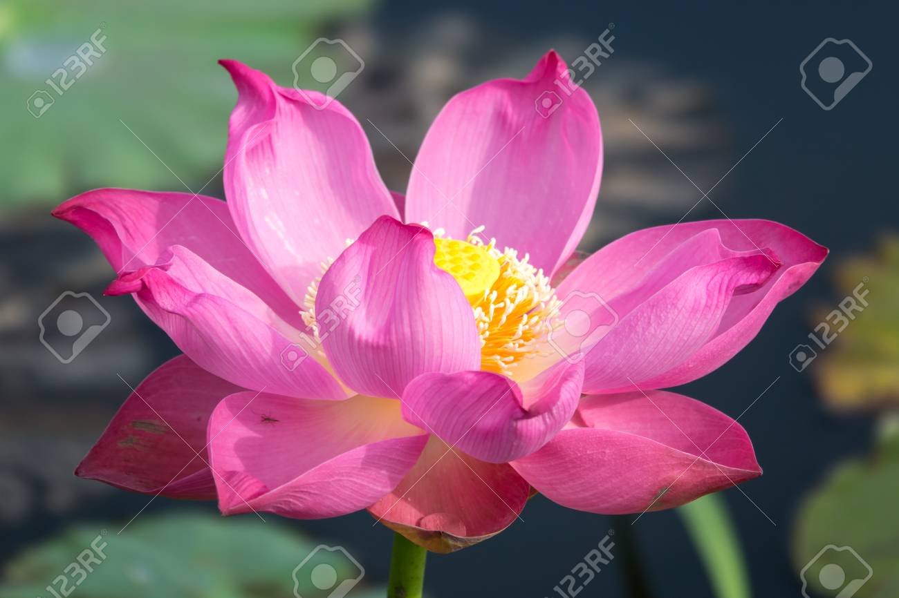 Lotus Stock Photos And Images 123rf