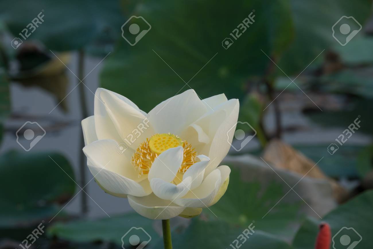 白い蓮の花のロイヤリティ高品質のフリーストックイメージ 背景は蓮の葉と白い蓮の花と池の黄色い蓮の芽です ベトナム 田舎の平和シーン の写真素材 画像素材 Image 白い蓮の花のロイヤリティ高品質のフリーストックイメージ 背景は蓮の葉と白い蓮の花と池の黄色い蓮の芽です ベトナム 田舎の平和シーン の写真素材 画像素材 Image