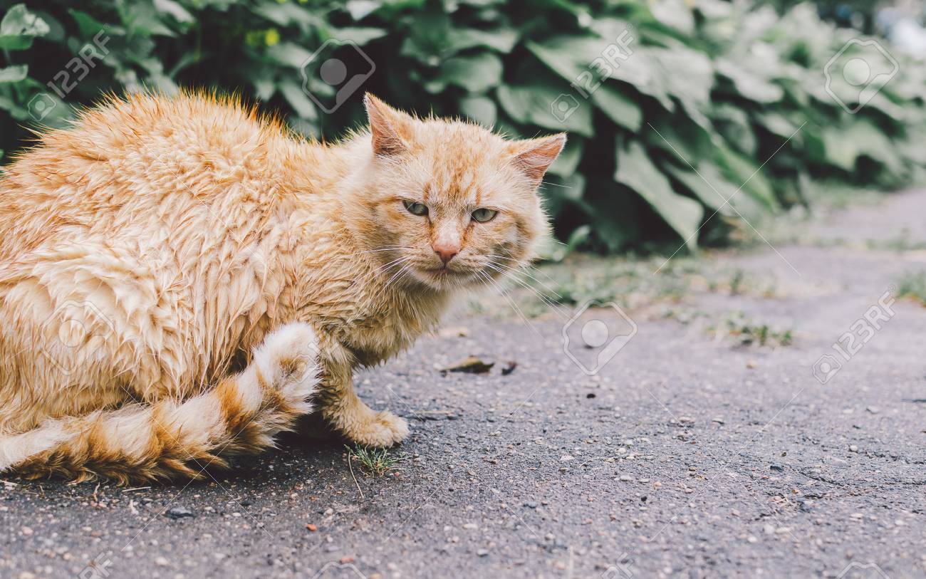 Humide chatte sauvage