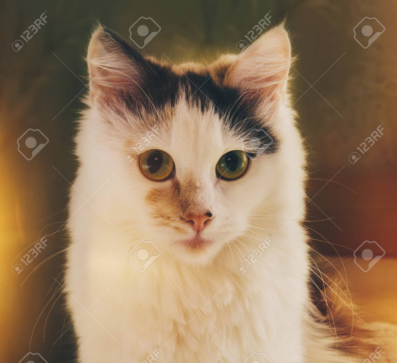 etiam-dictum-ipsum-a-felis