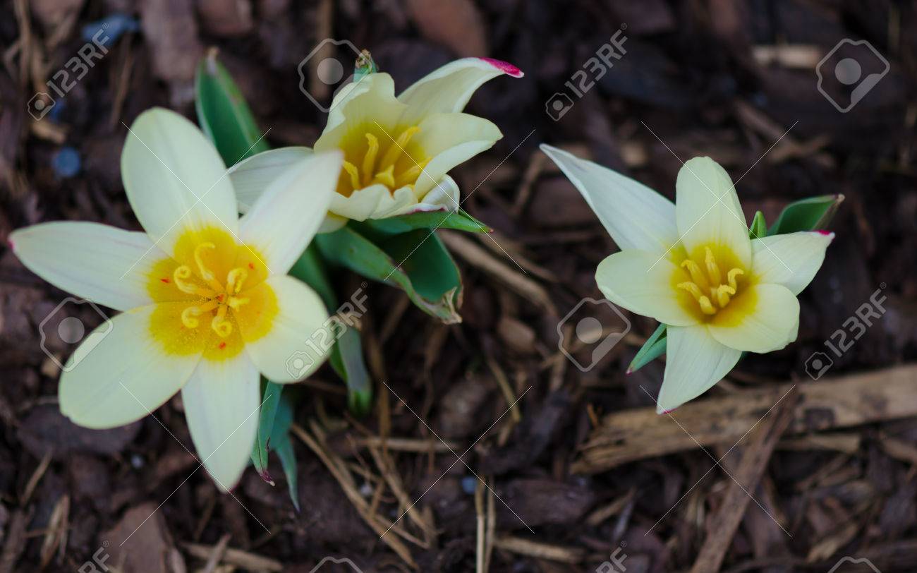 Groupe De La Fleur Blanche à Centre Jaune En Milieu Naturel Avec Fond Brun De Bois