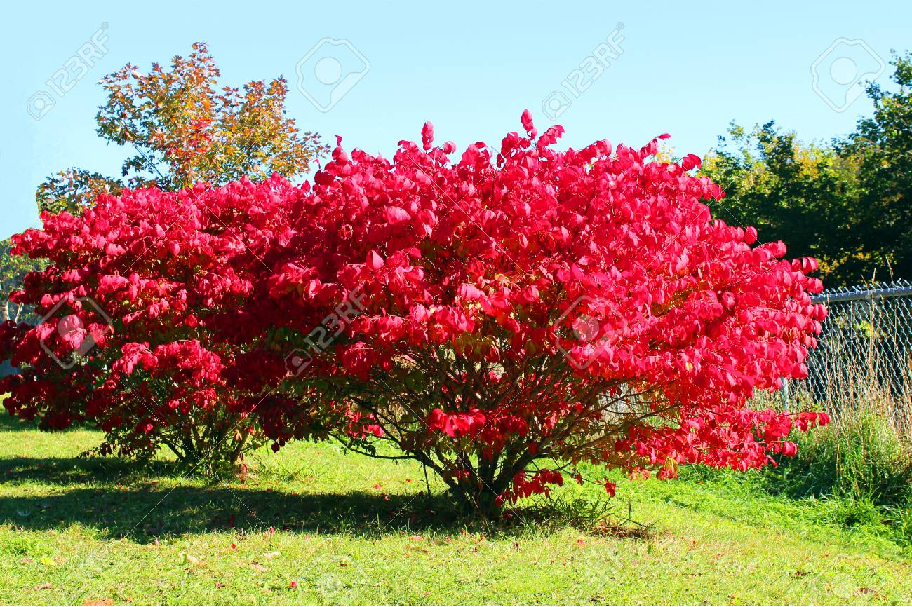 Ein Strauch Im Herbst Mit Leuchtend Roten Blattern Lizenzfreie Fotos Bilder Und Stock Fotografie Image 36063390