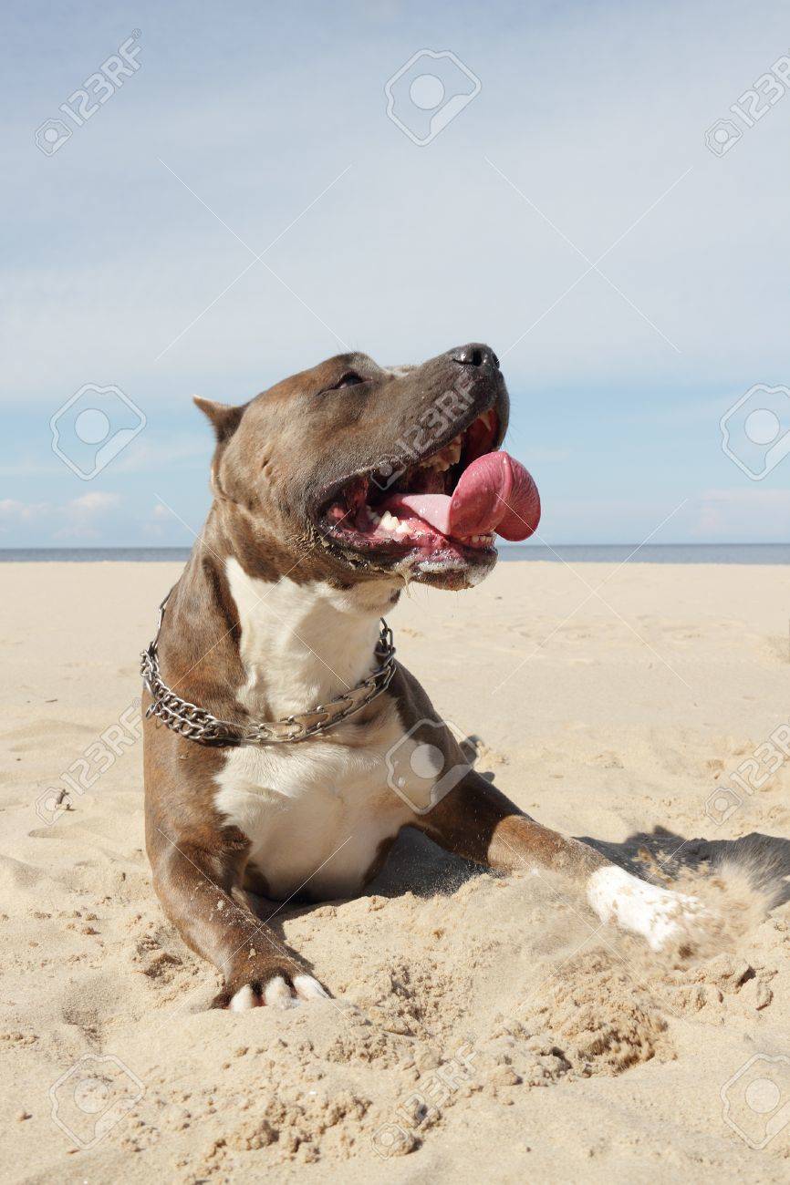 american stanford terrier y american pitbull terrier pitbull terrier stock photos royalty free pitbull terrier images american stanford terrier y american pitbull terrier pitbull terrier stock photos royalty free pitbull terrier images