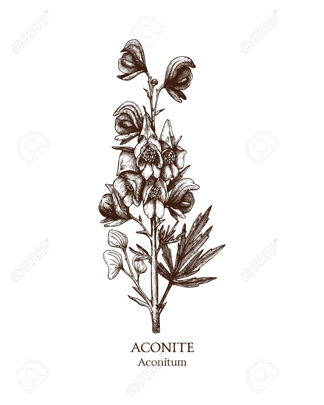 Botanical Illustration Of Aconite Hand Drawn Sketch Of Poisonous Royalty Free Cliparts Vectors And Stock Illustration Image 122852027