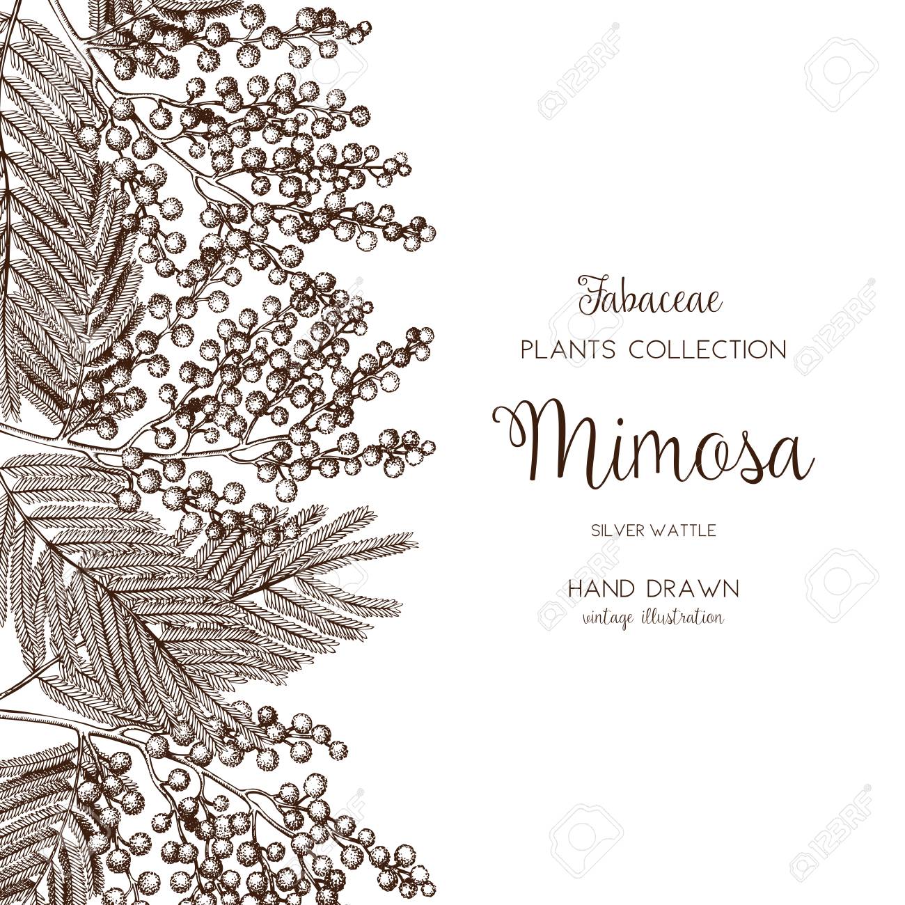 vector card or invitation design with hand drawn mimosa flowers mimosa design