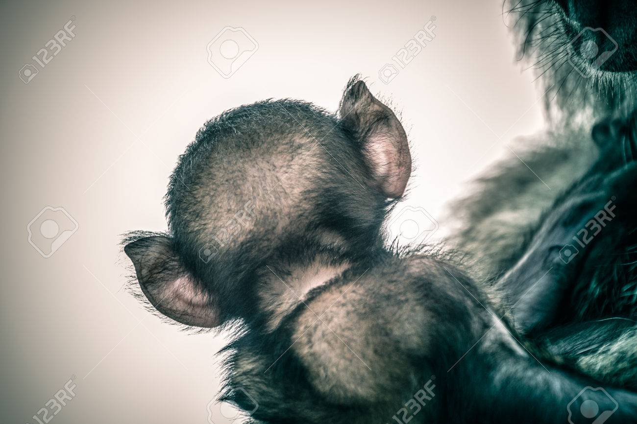 神話の生き物の鬼や悪魔のような猿の背面の創造的な肖像画 の写真素材 画像素材 Image