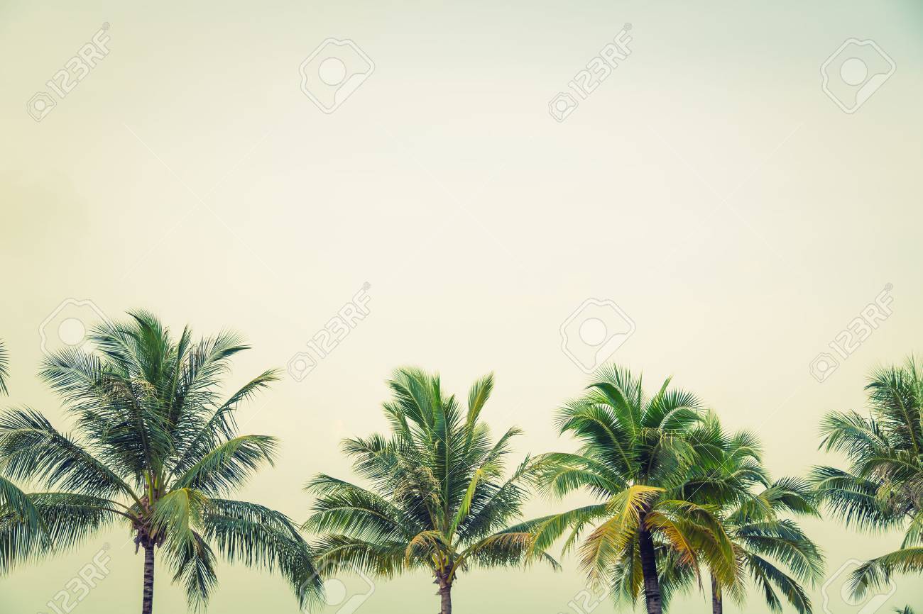 Coconut palm trees ( Filtered image processed vintage effect. ) - 42456667 Coconut palm trees ( Filtered image processed vintage effect. ) - 42456667