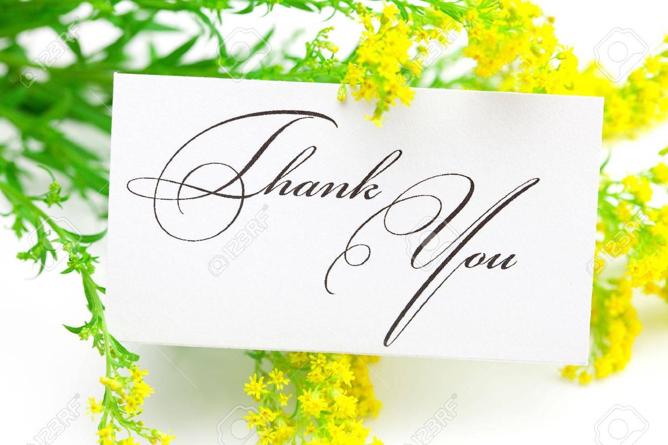 yellow field flower and a card signed thank you isolated on white - 9227521 yellow field flower and a card signed thank you isolated on white - 9227521