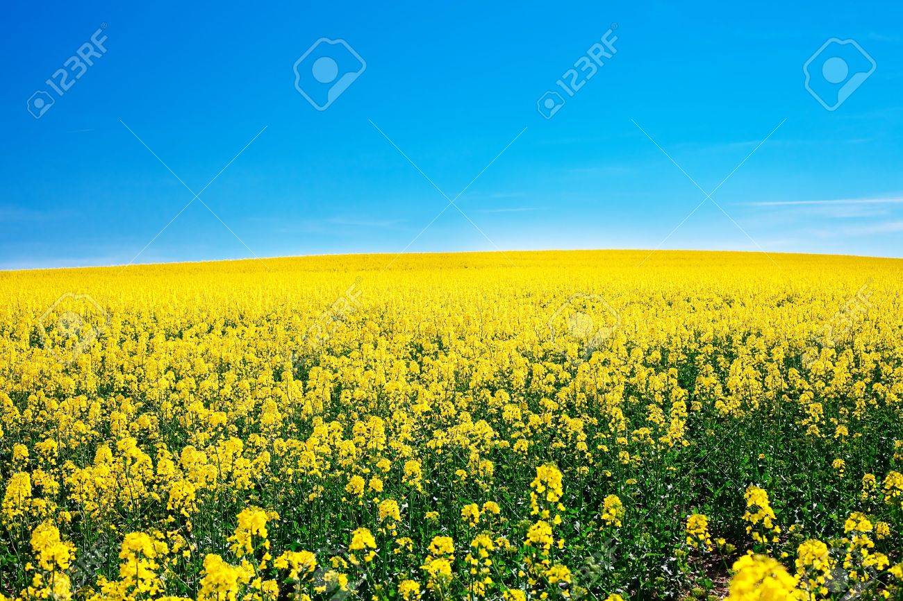 field of yellow rape against the blue sky - 9880237 field of yellow rape against the blue sky - 9880237