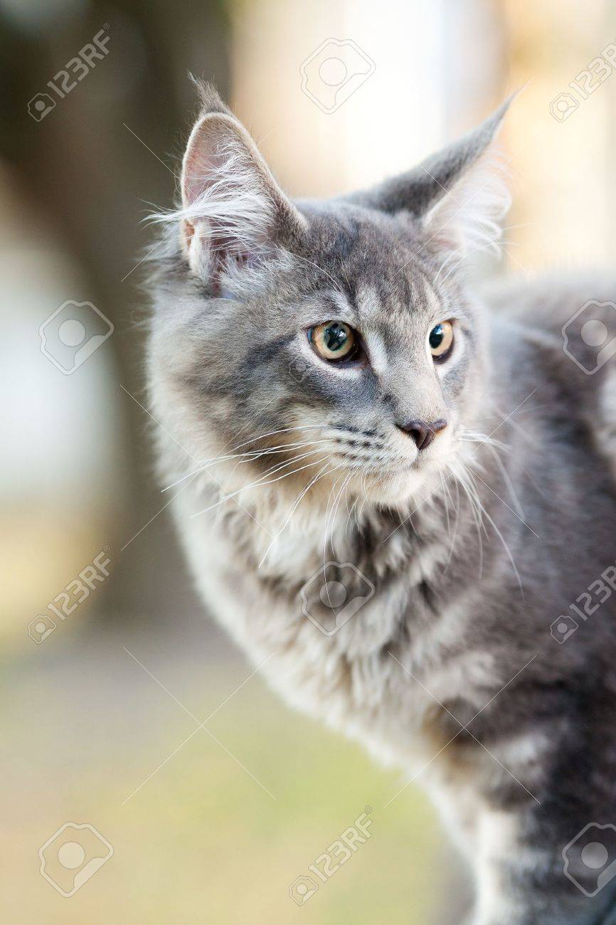 beautiful striped maine coon cat in nature - 10856946 beautiful striped maine coon cat in nature - 10856946