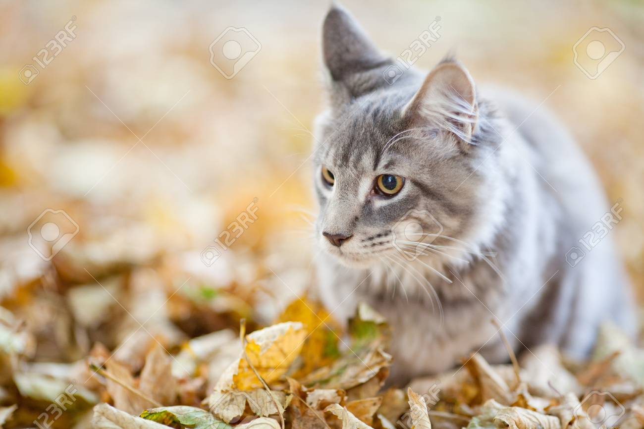 beautiful striped maine coon cat in nature - 10856934 beautiful striped maine coon cat in nature - 10856934
