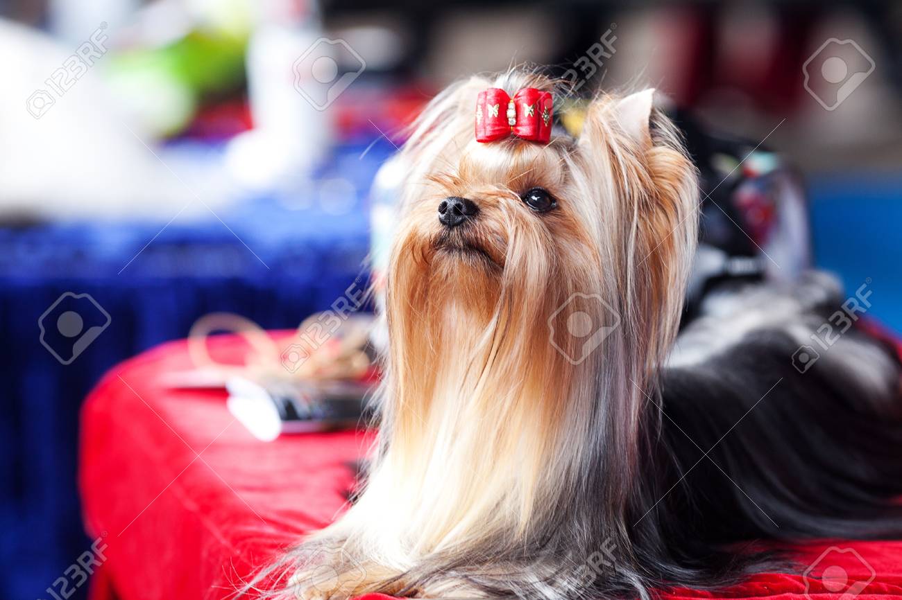 Portrait of Yorkshire terrier with bow sitting on a table - 15127919 Portrait of Yorkshire terrier with bow sitting on a table - 15127919