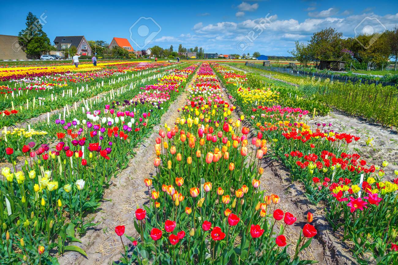 驚くほどカラフルな花の庭 ライデン オランダ ヨーロッパの近くのチューリップ畑で農業 の写真素材 画像素材 Image