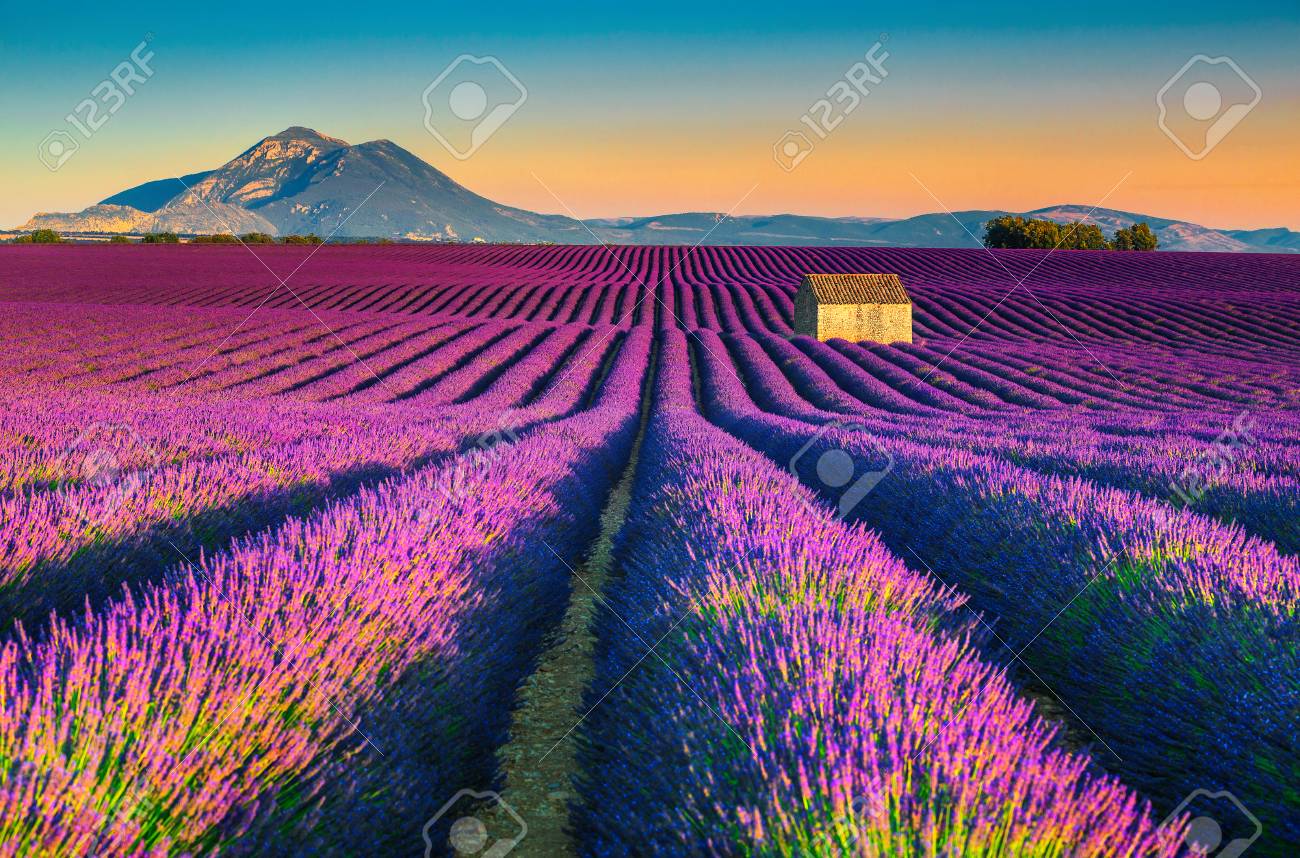 Majestic colorful lavender fields near Valensole touristic village, Provence region, France, Europe - 94813712 Majestic colorful lavender fields near Valensole touristic village, Provence region, France, Europe - 94813712