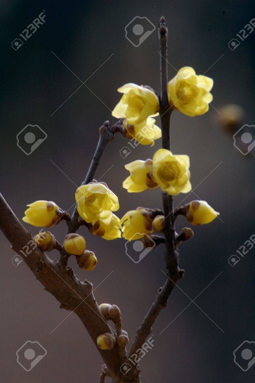 etiam-dictum-ipsum-a-felis