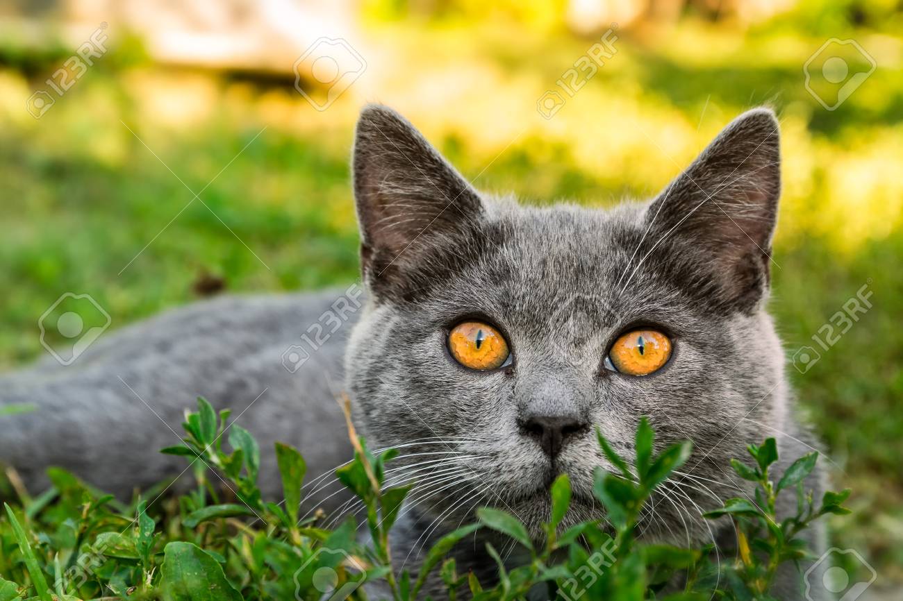 British Short Hair Cat With Orange Eyes On A Green Grass Stock