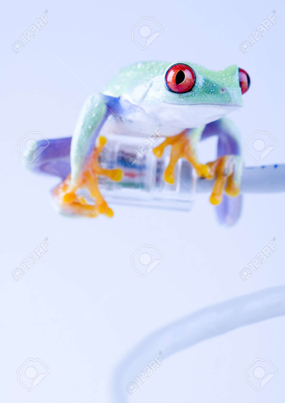 internet frog stock photo picture and royalty free image image 788096