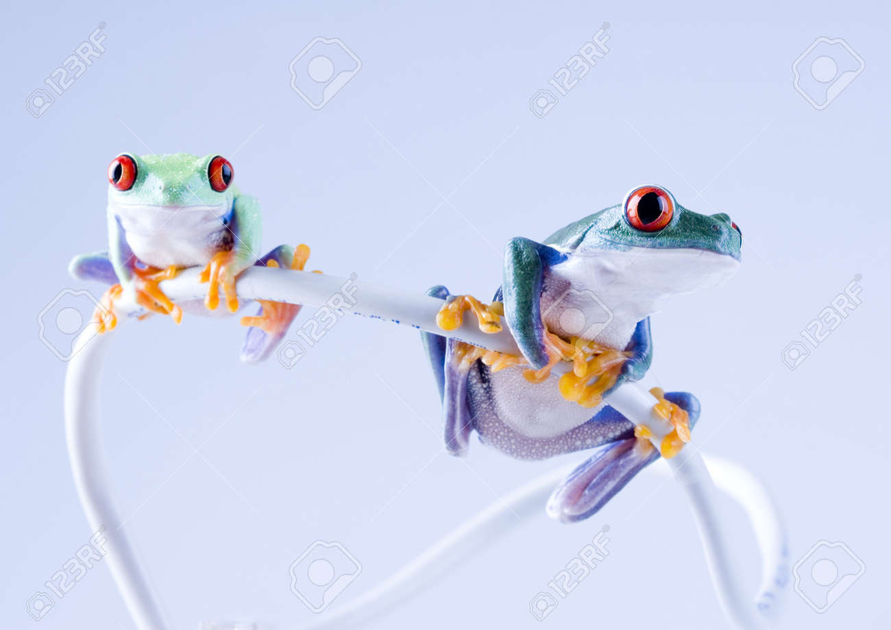 internet frog stock photo picture and royalty free image image 788054