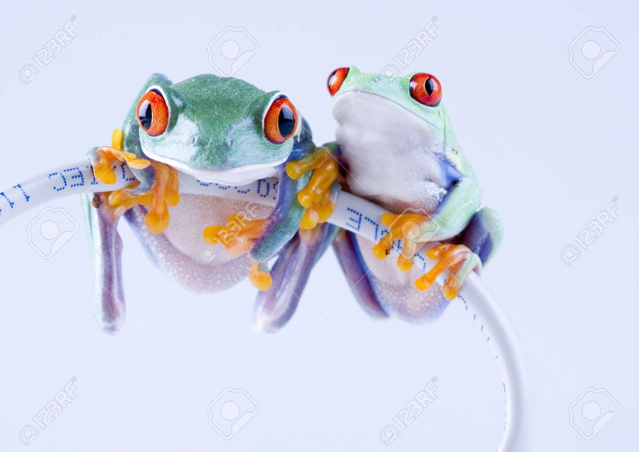 internet frog stock photo picture and royalty free image image 788049