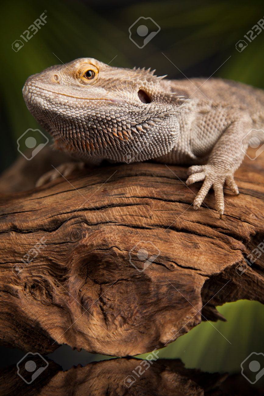 black dragon pet lizard