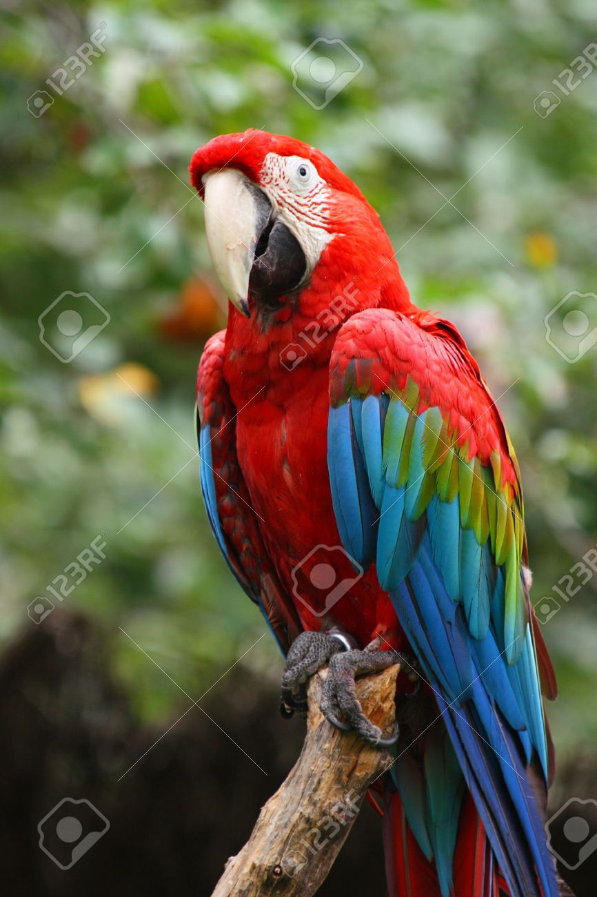 枝に赤と緑のコンゴウインコのオウム の写真素材 画像素材 Image