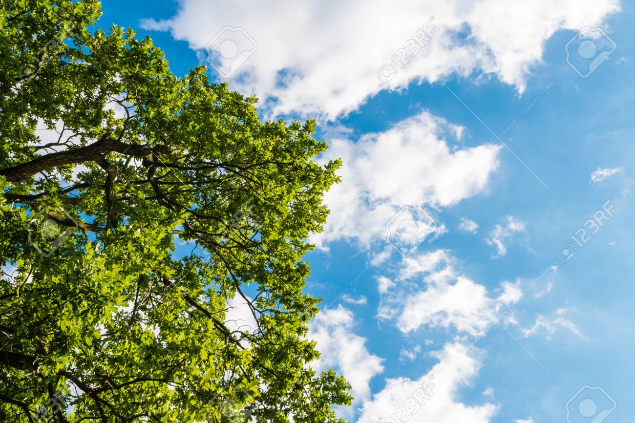 Green Tree Against Blue Sky With Clouds The View From Down To