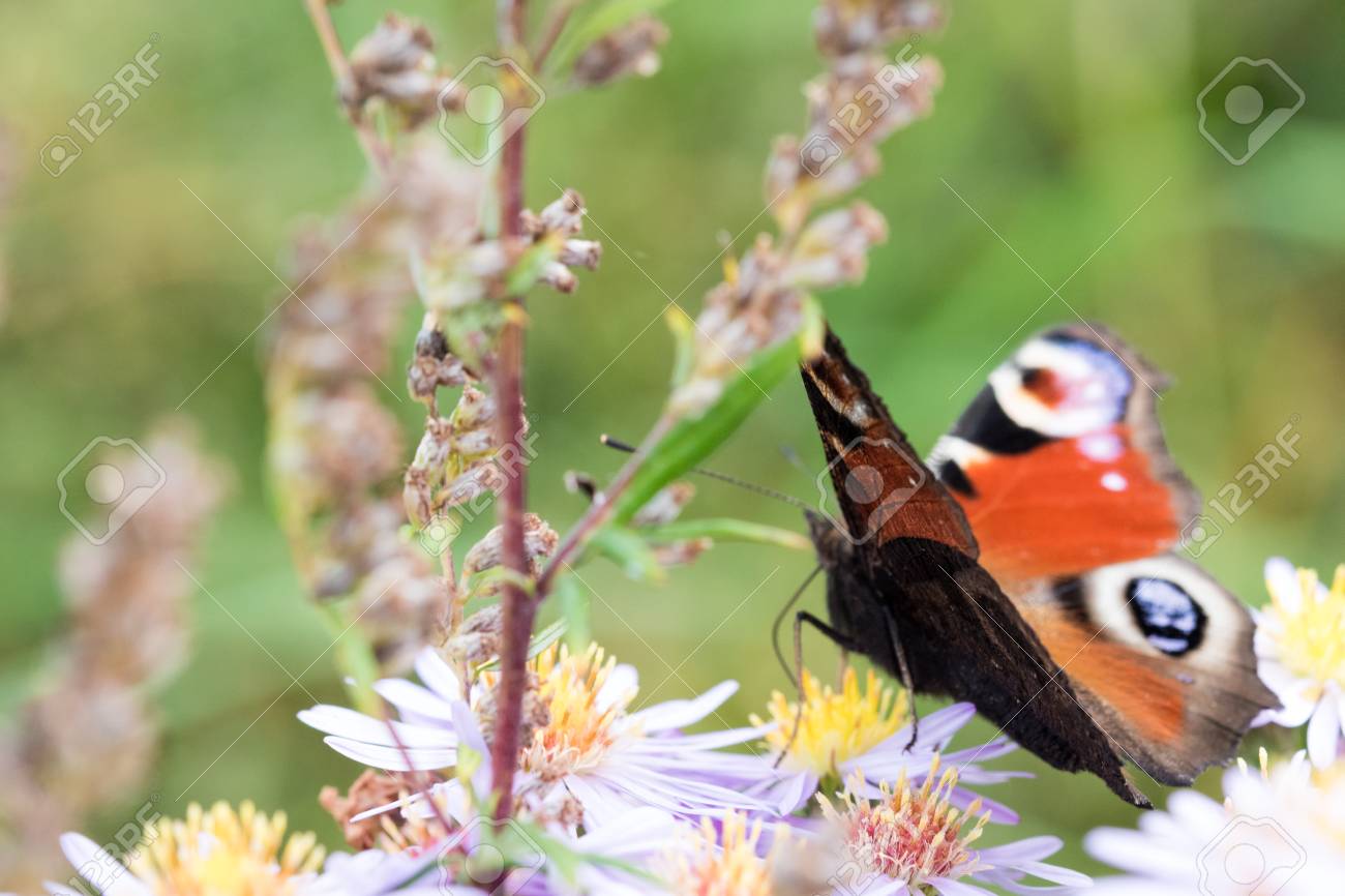 孔雀蝶花 Aster Amellus の上に座ってとの蜜を食べています またとして知られている Aglais Io 欧州の孔雀 選択と集中 フィールドの浅い深さをクローズ アップ の写真素材 画像素材 Image 8744 孔雀蝶花 Aster Amellus の上に座ってとの蜜を食べています またとして知られている Aglais Io 欧州の孔雀 選択と集中 フィールドの浅い深さをクローズ アップ の写真素材 画像素材 Image 8744