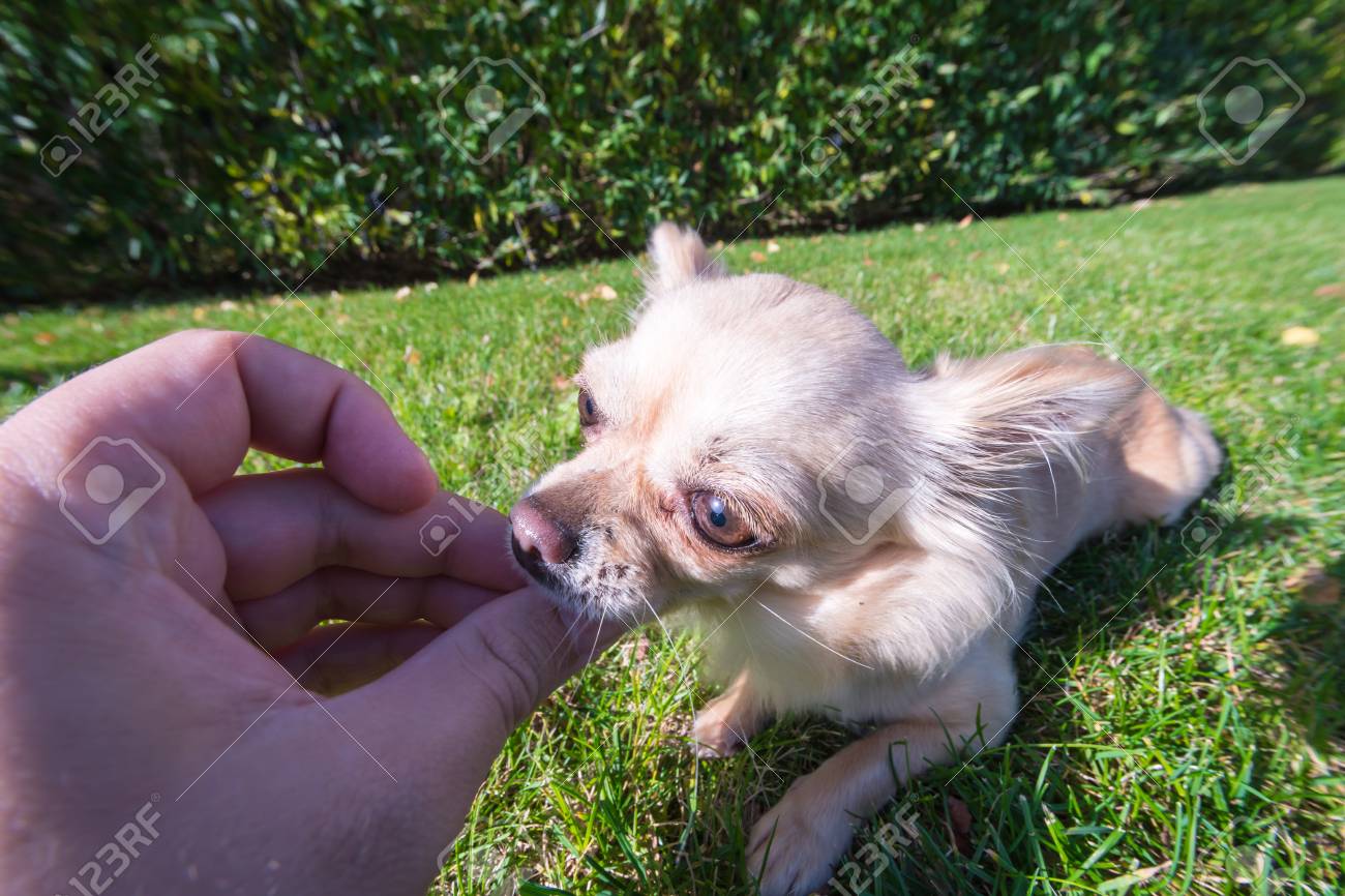 草の上の非常にかわいい小型犬チワワ 見ても面白い 広角のレンズ 手から報酬を得ています の写真素材 画像素材 Image 草の上の非常にかわいい小型犬チワワ 見ても面白い 広角のレンズ 手から報酬を得ています の写真素材 画像素材 Image